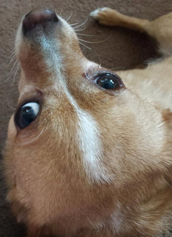 /images/uploads/griffin pond animal shelter/loveyourpet2018/entries/6593thumb.jpg